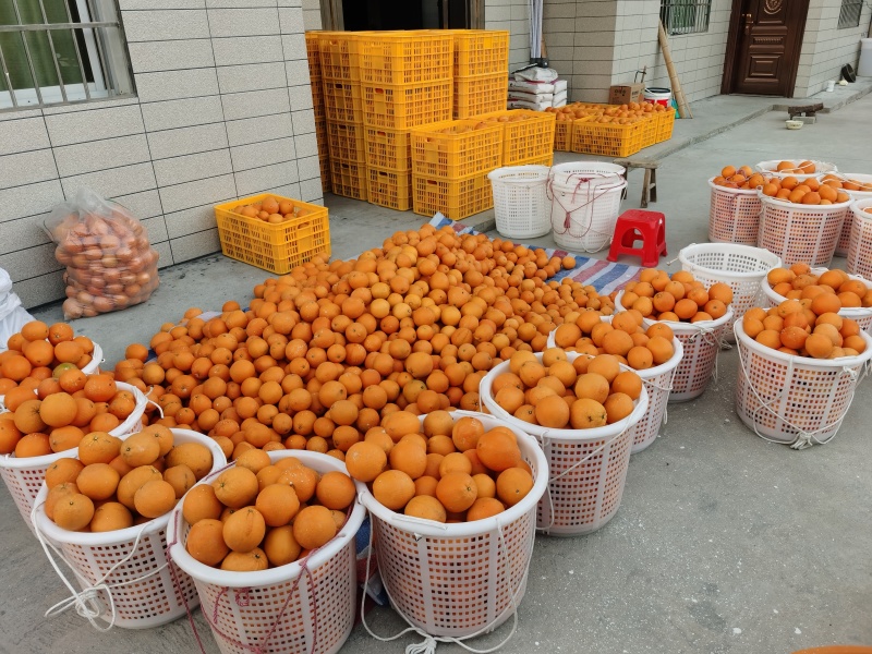 江西赣南脐橙