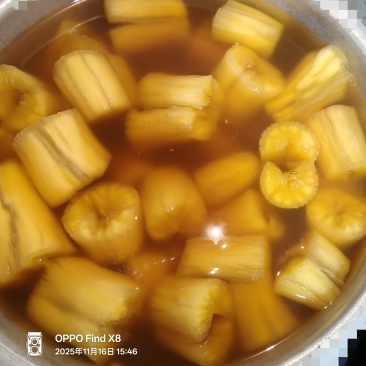 华南9号黄肉木薯