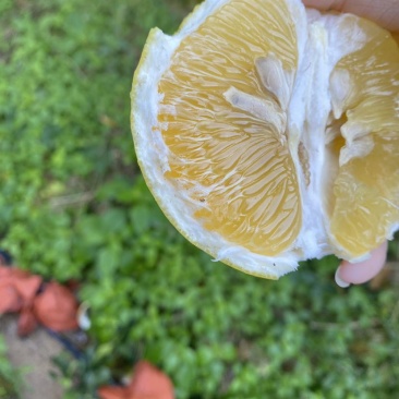 黄金葡萄柚，行走的榨汁器，天然维C，支持一件代发
