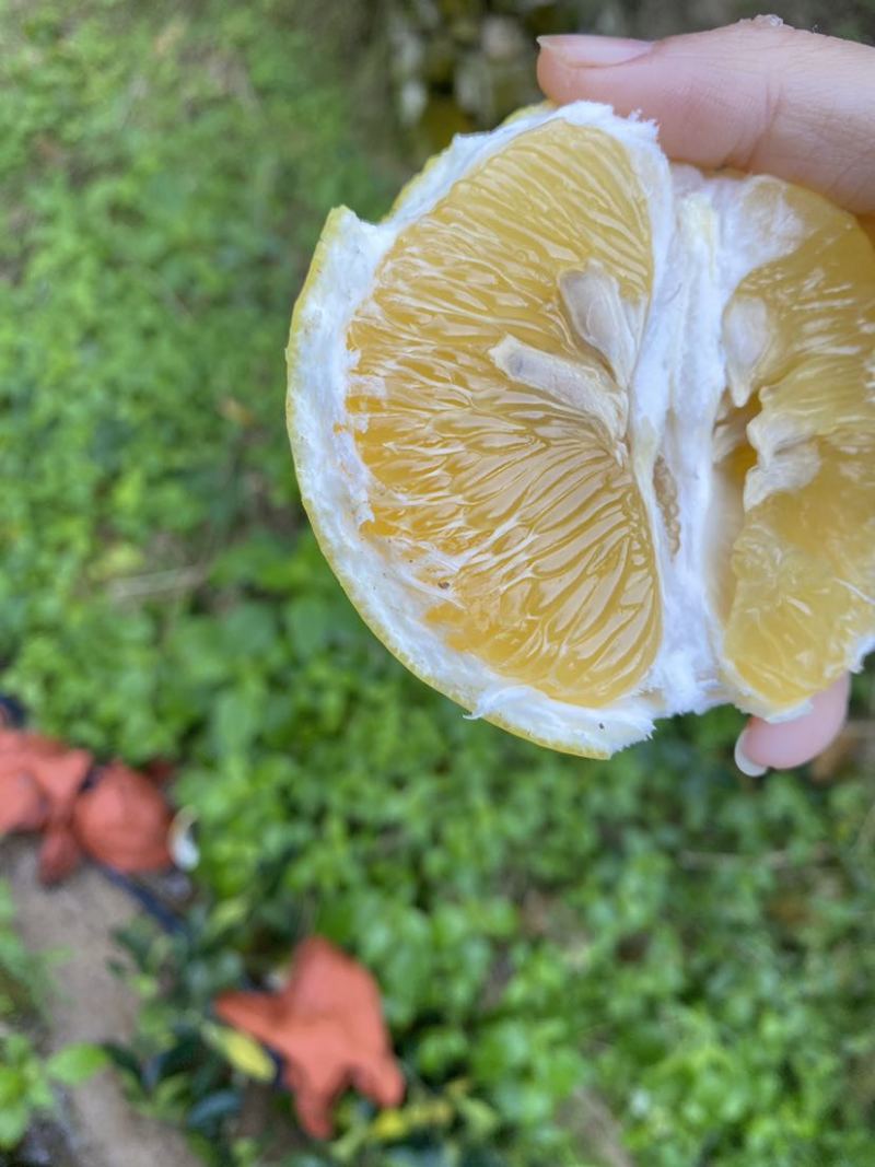 黄金葡萄柚，行走的榨汁器，天然维C，支持一件代发