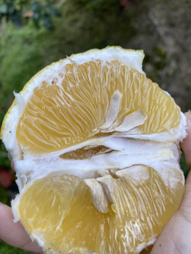 黄金葡萄柚，行走的榨汁器，天然维C，支持一件代发