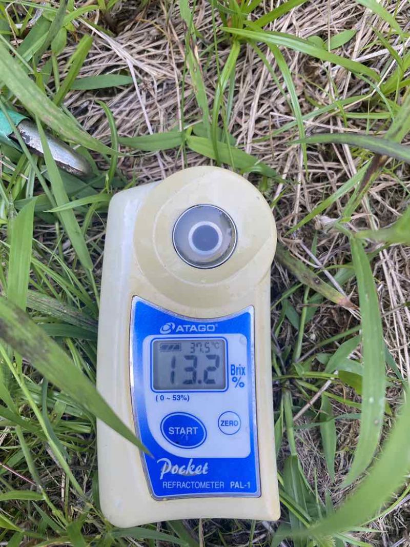 黄金葡萄柚，行走的榨汁器，天然维C，支持一件代发