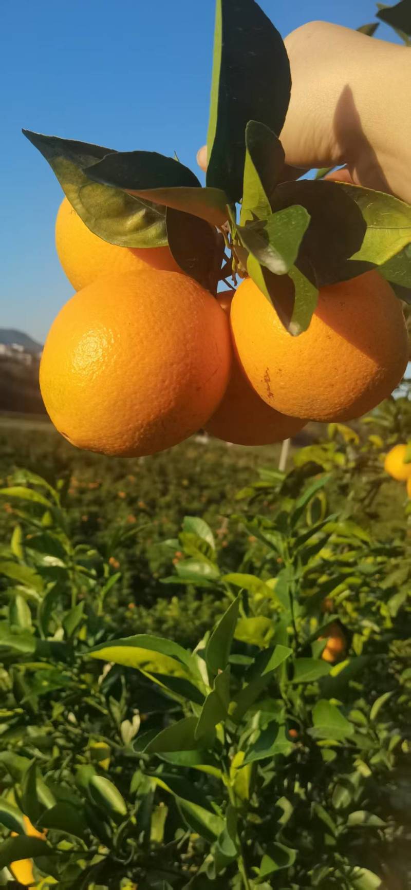脐橙