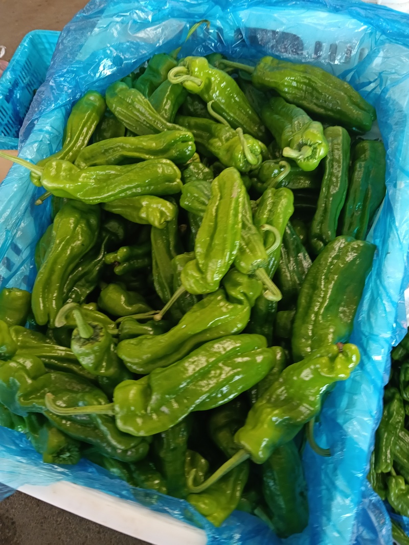 螺丝椒，芜湖椒