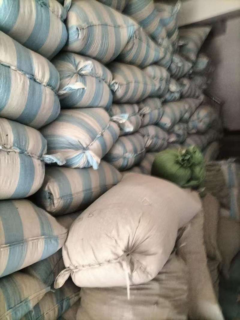 唐古特大黄种籽20吨，保证纯真，百分之八十出苗率