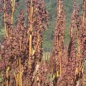唐古特大黄种籽20吨，保证纯真，百分之八十出苗率
