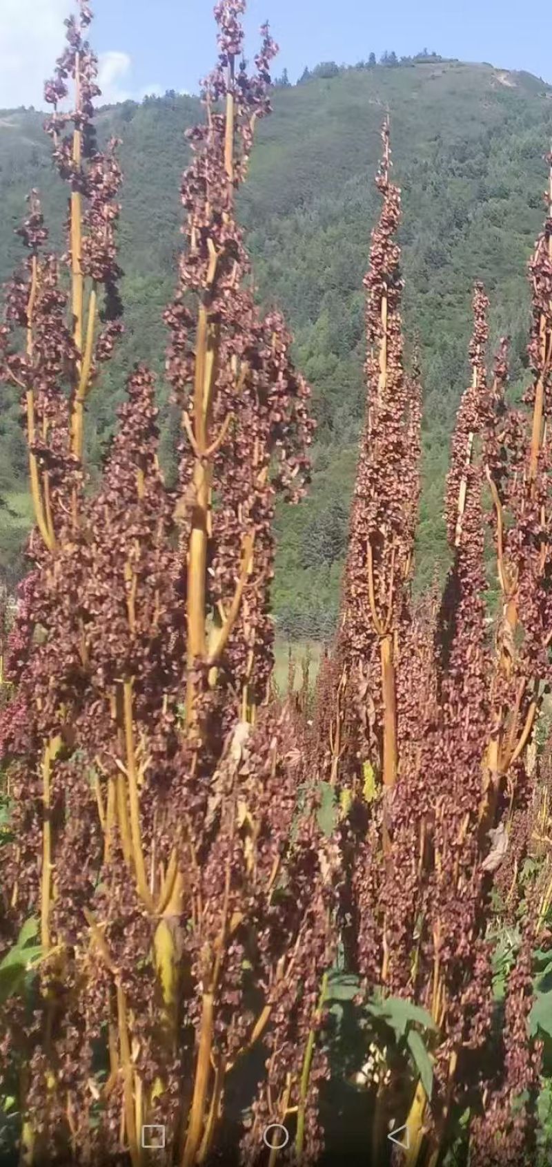 唐古特大黄种籽20吨，保证纯真，百分之八十出苗率