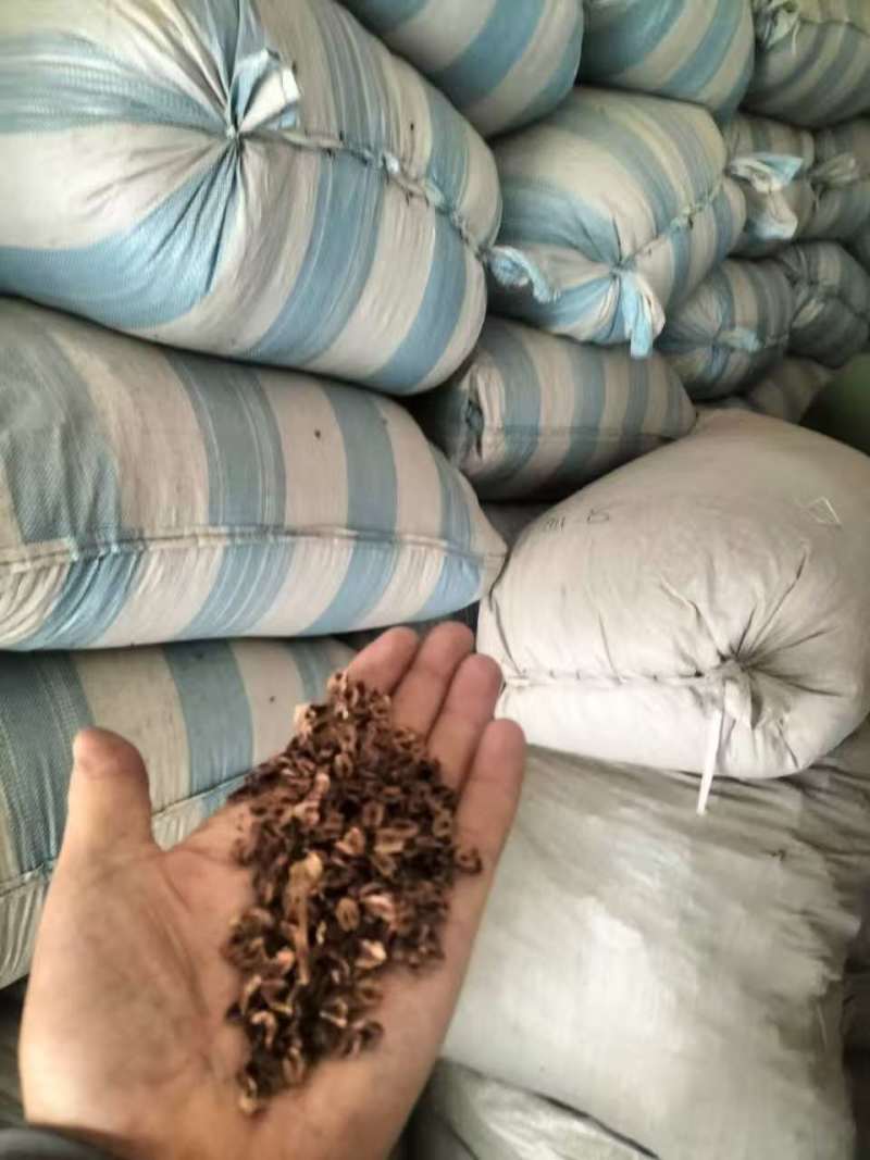 唐古特大黄种籽20吨，保证纯真，百分之八十出苗率