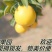 江西赣南信丰脐橙