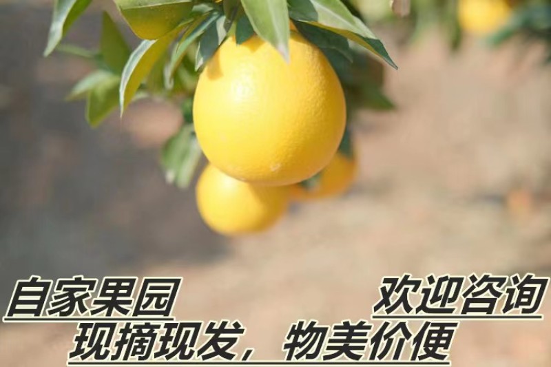 江西赣南信丰脐橙