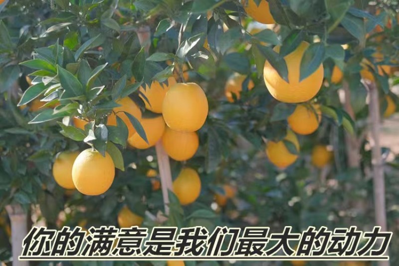 江西赣南信丰脐橙
