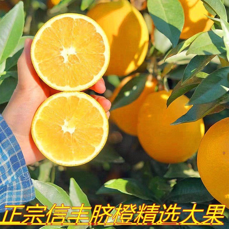 江西赣南信丰脐橙