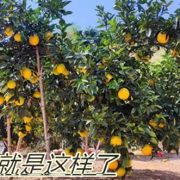 江西赣南信丰脐橙