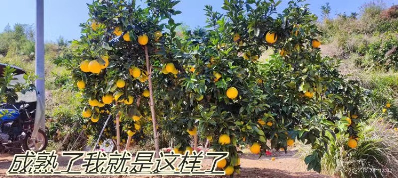 江西赣南信丰脐橙
