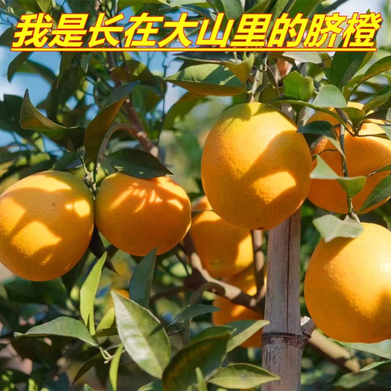 江西赣南信丰脐橙