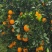 纽荷尔橙子