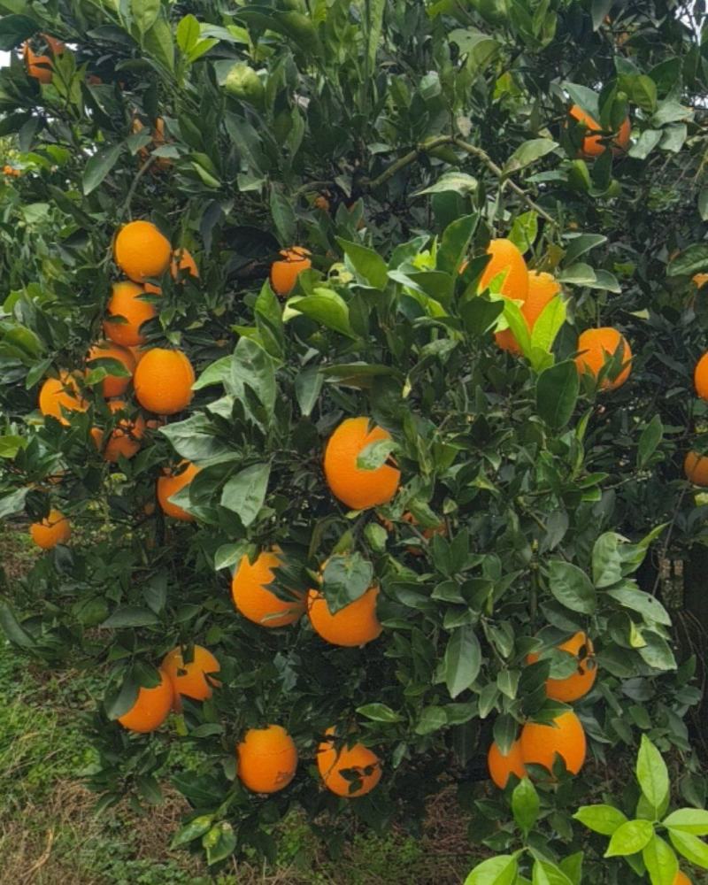 纽荷尔橙子