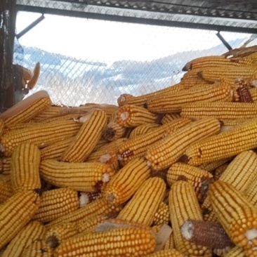 东北玉米