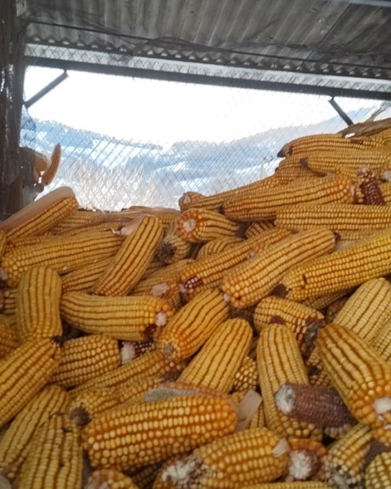 东北玉米