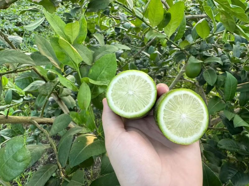 子弹头柠檬，特级货特别漂亮，需要随时联系。60g到180g
