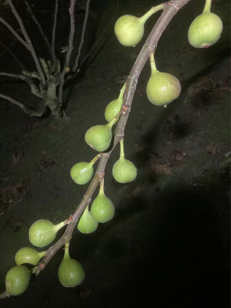 威海本地无花果