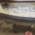 绿头鸭
