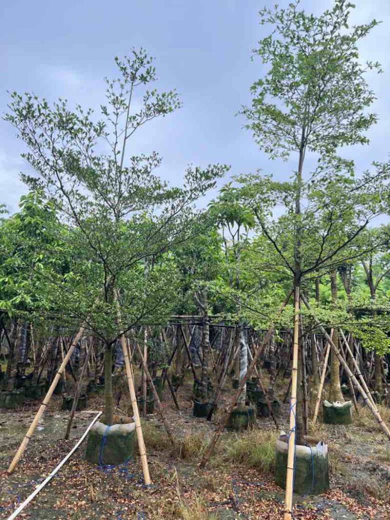 全冠小叶榄仁8-18分，各种规格，大量低价出售