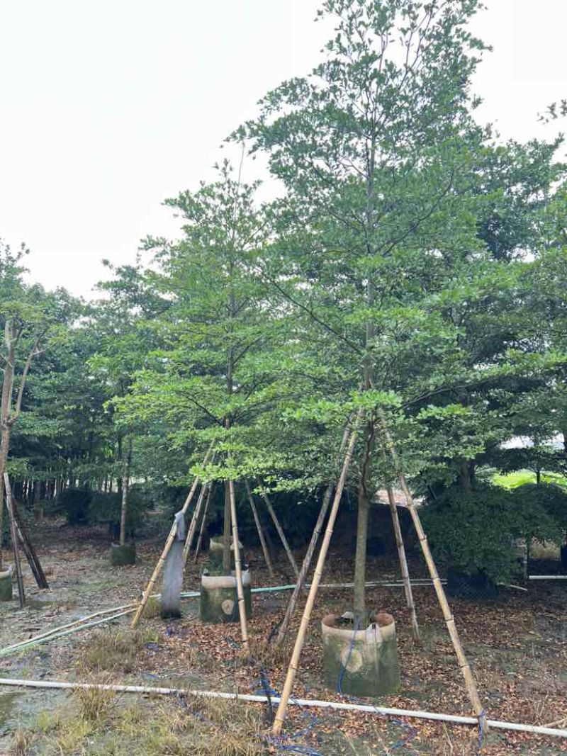 全冠小叶榄仁8-18分，各种规格，大量低价出售