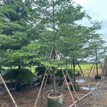 全冠小叶榄仁8-18分，各种规格，大量低价出售