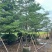 全冠小叶榄仁8-18分，各种规格，大量低价出售