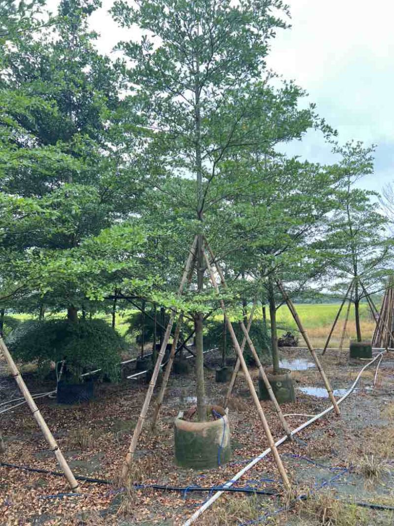 全冠小叶榄仁8-18分，各种规格，大量低价出售