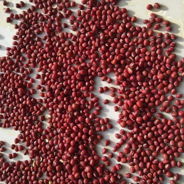 红小豆珍珠红