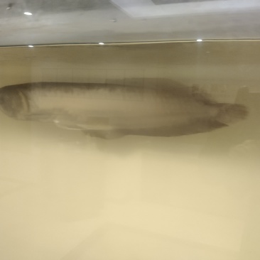 银龙鱼