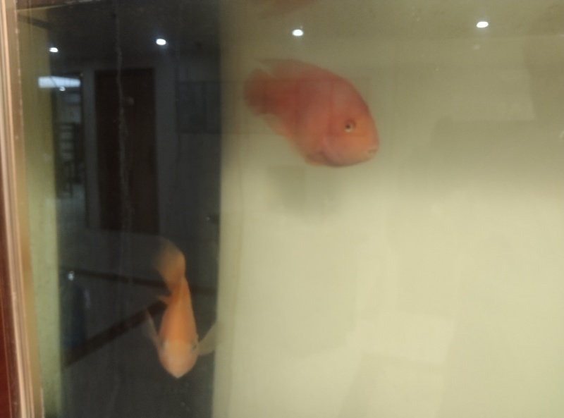 银龙鱼