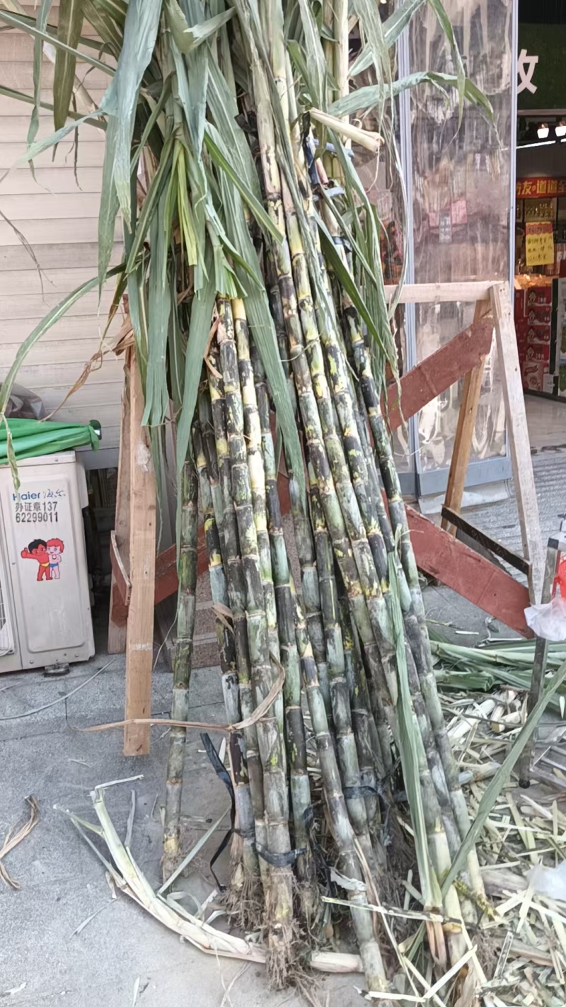 大量出货青皮甘蔗产地直销