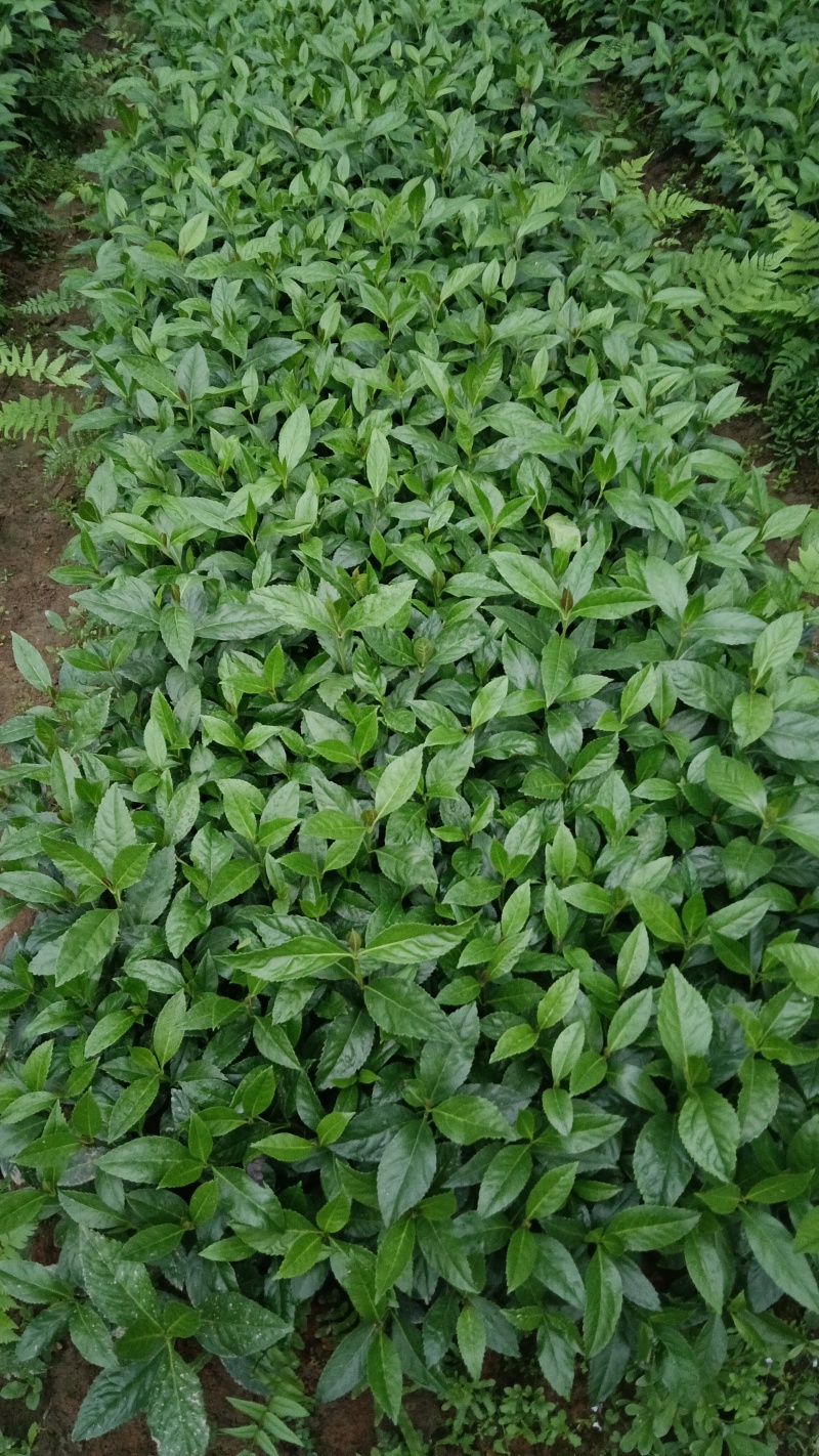 出售草珊瑚种苗