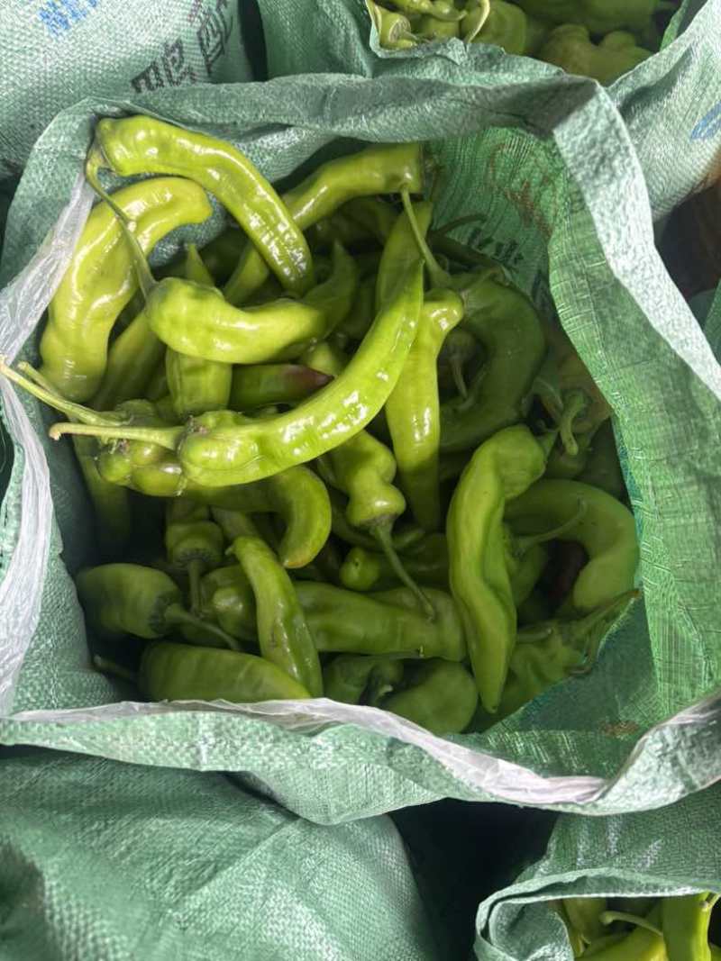 尖椒头子，山东济南商河，尖椒头子，少量有货