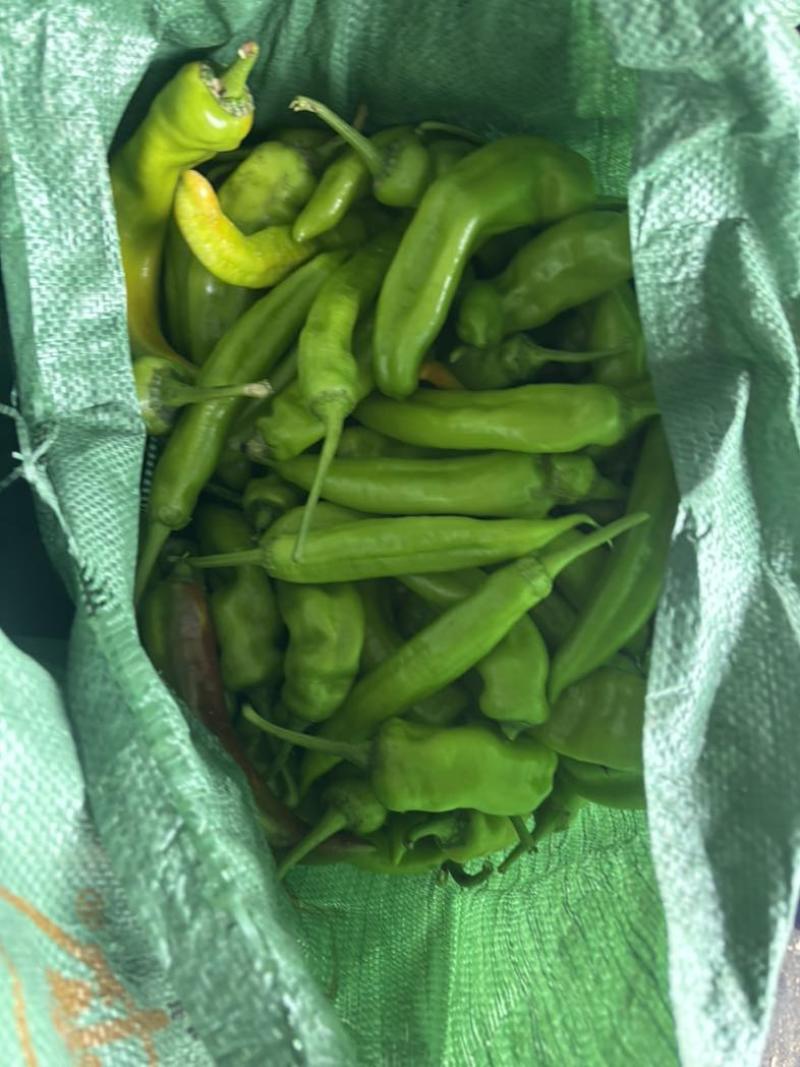尖椒头子，山东济南商河，尖椒头子，少量有货