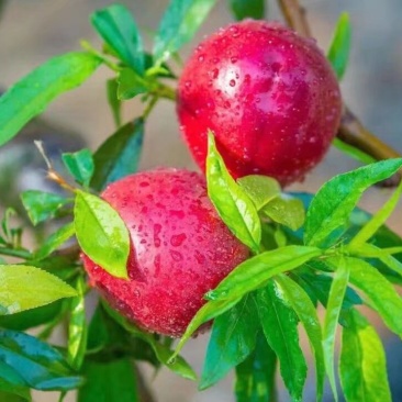油桃，毛桃