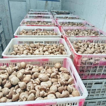 鲜香菇