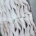 国产一级耳朵26个，40-50各种规格都有，长期供应，品质好