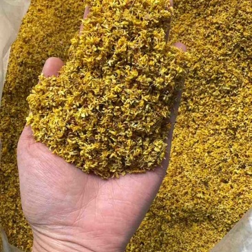 桂林精品桂花干便宜处理