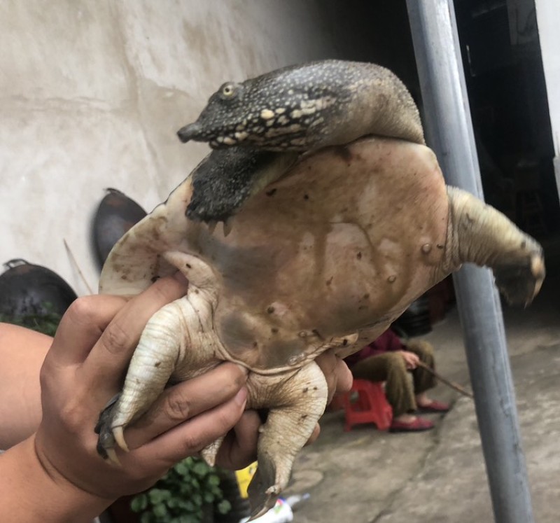 中华鳖