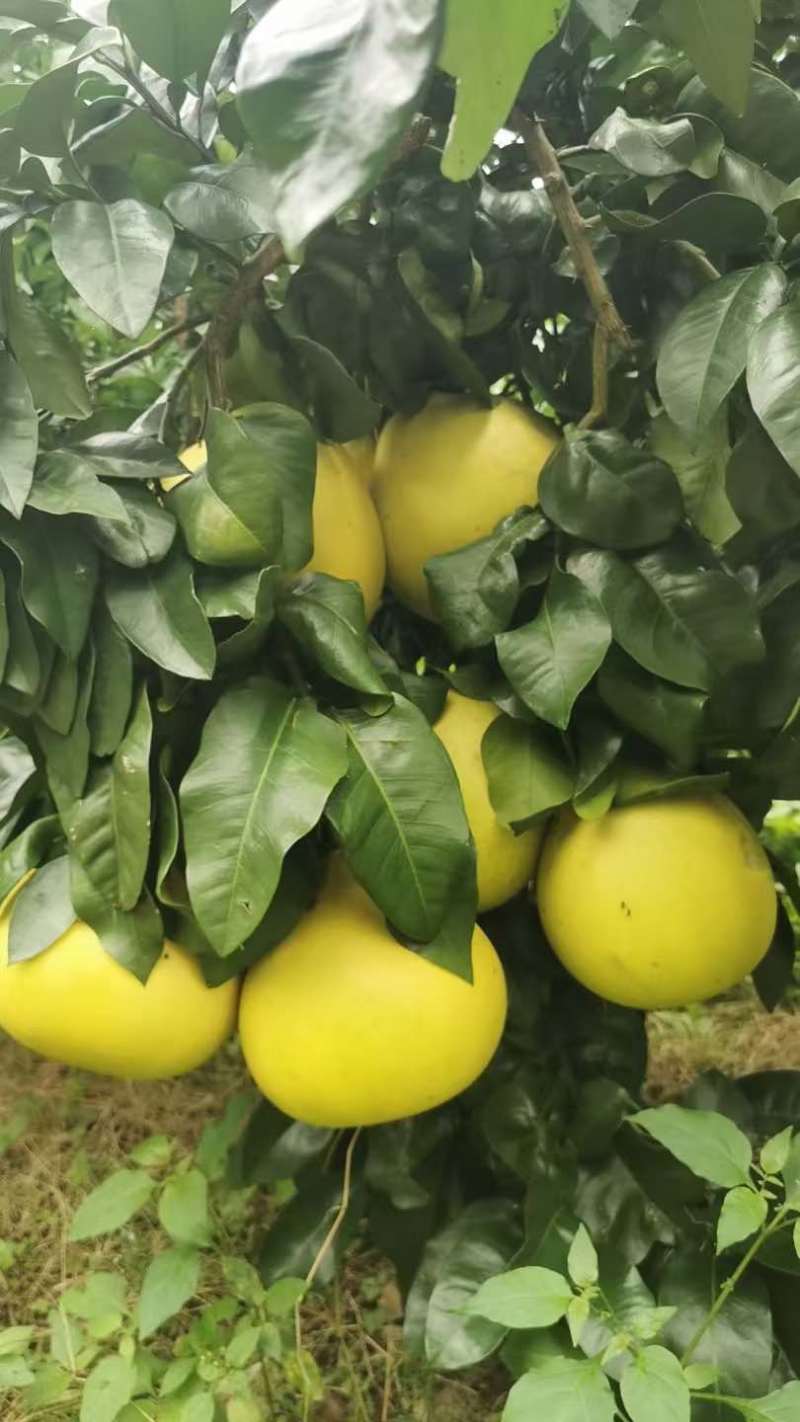 光果三红柚