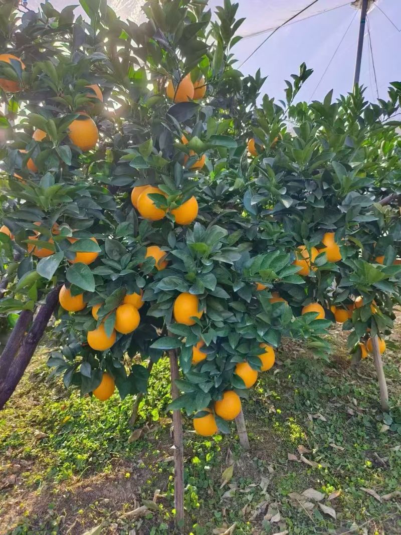 赣南脐橙