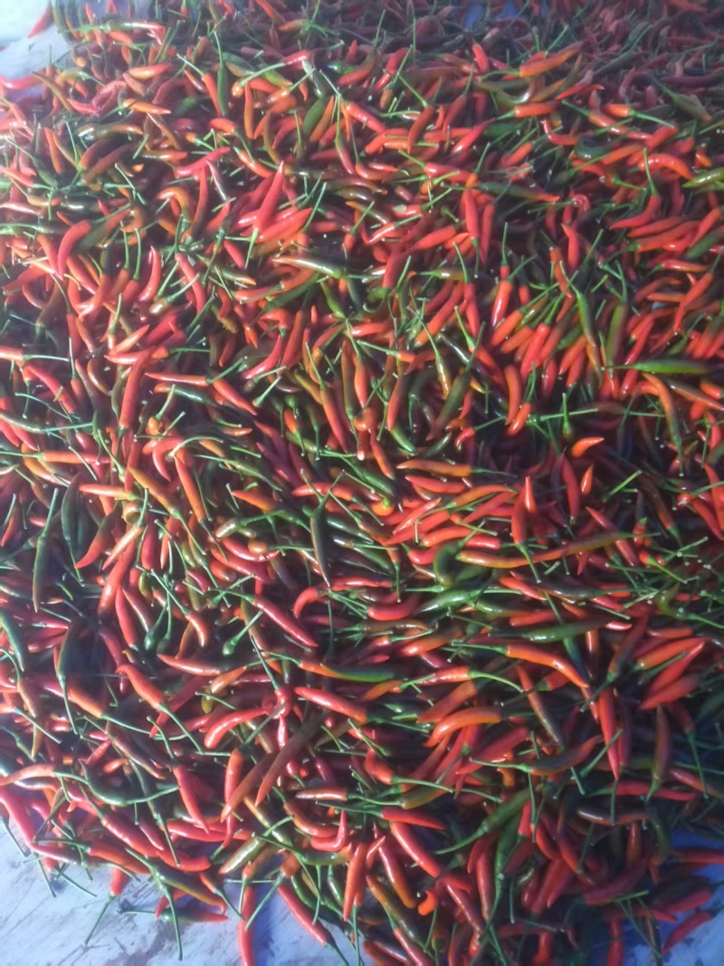 小米辣