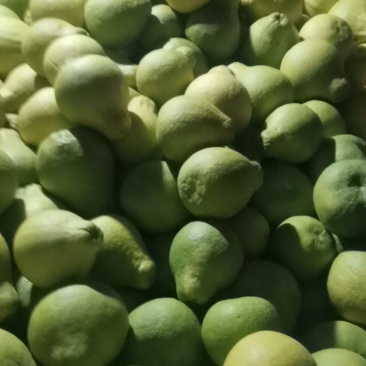 阳朔沙田柚