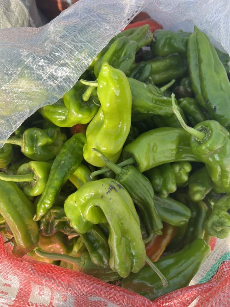 薄皮辣椒