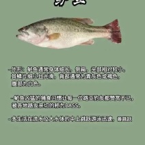 淡水鲈鱼