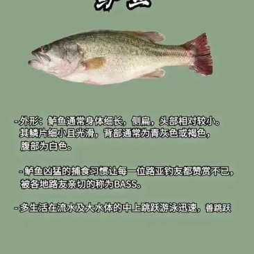 淡水鲈鱼